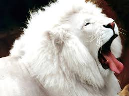 *({    })* -  2 Lion_white-001