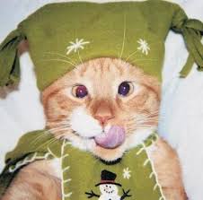 http://tbn4-beta.google.com/images?q=tbn:r5kvKufzjJ7q3M:http://bp1.blogger.com/_ez9UzAGPSPU/ReveB5ZxkTI/AAAAAAAAABc/-jRfUeoex3g/s400/cat-green.jpg